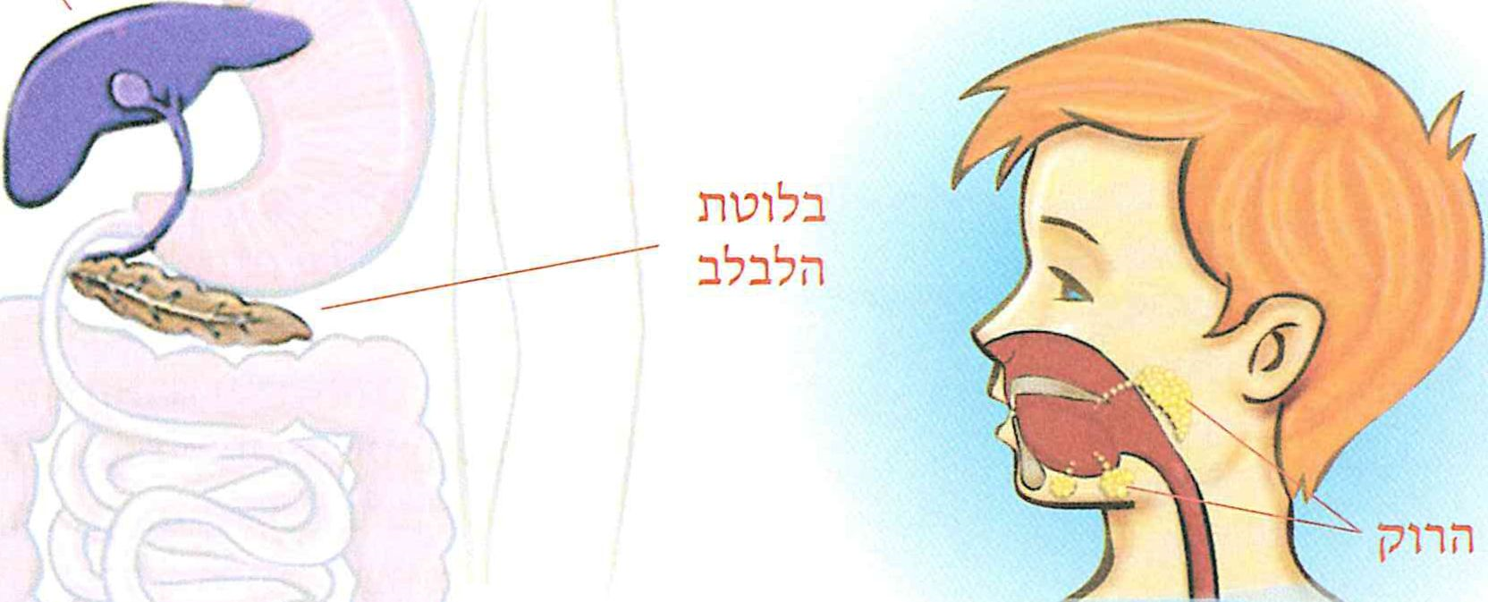 (בספר איור)